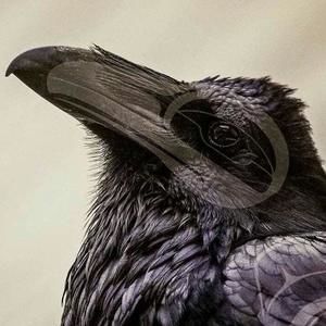 Meet your Posher, Ruby